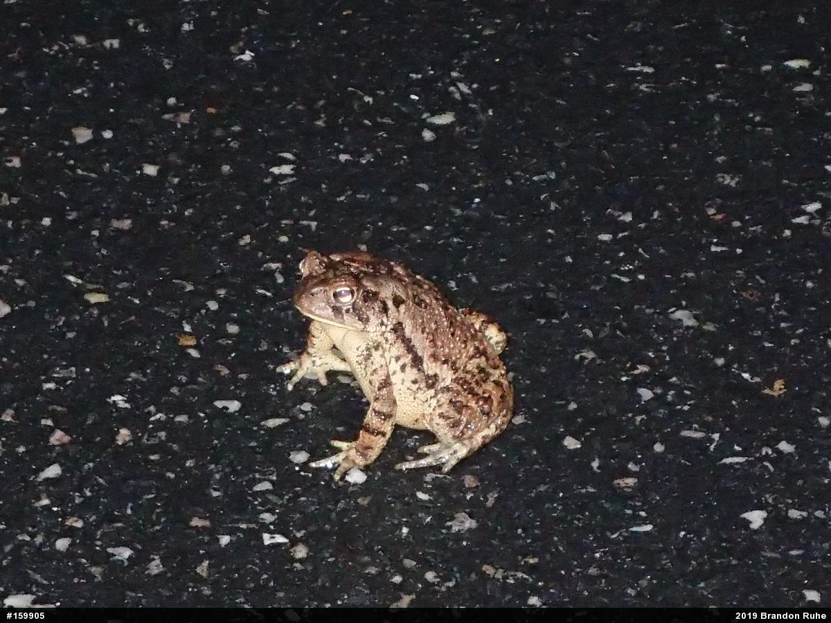 Eastern American Toad