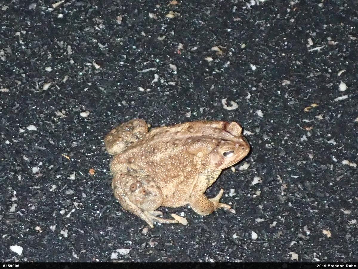 Eastern American Toad