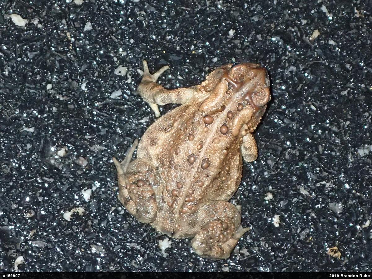 Eastern American Toad