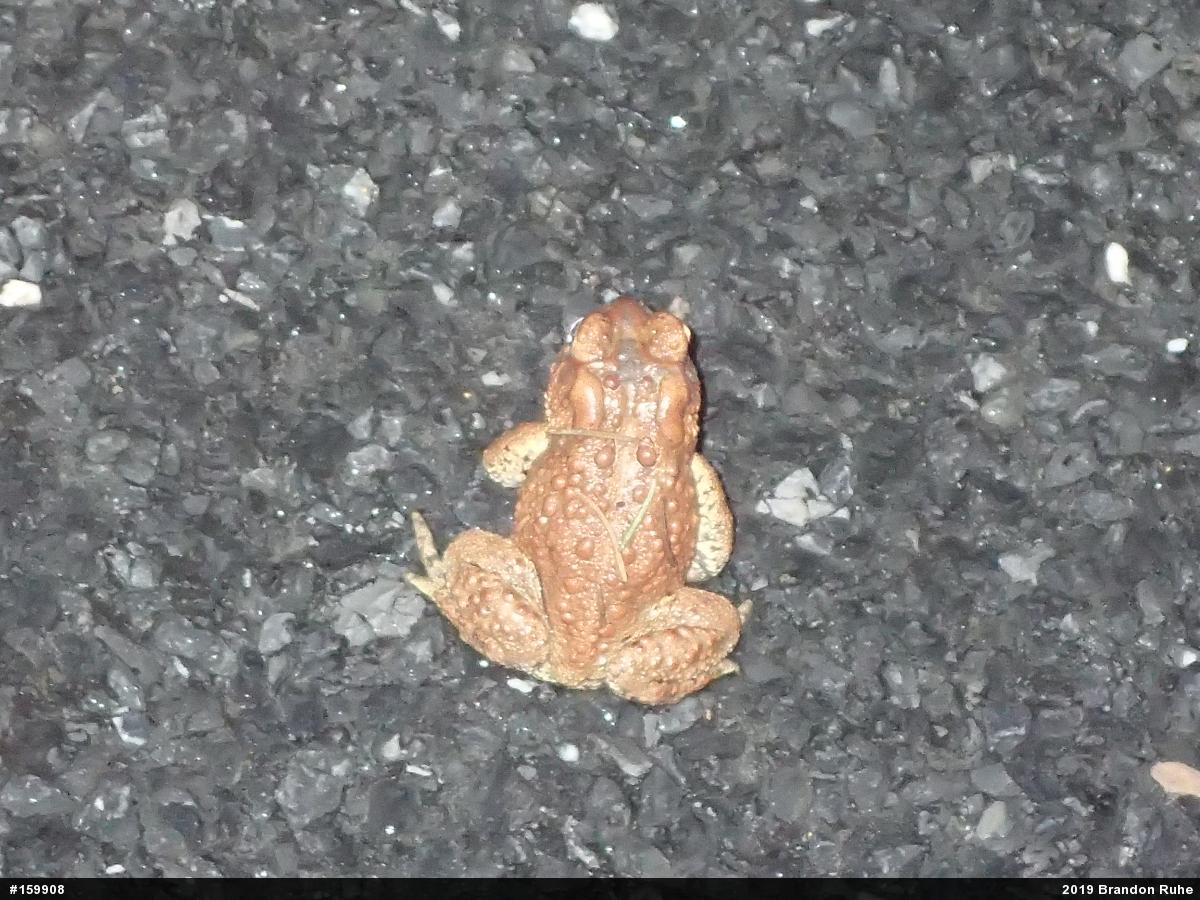 Eastern American Toad