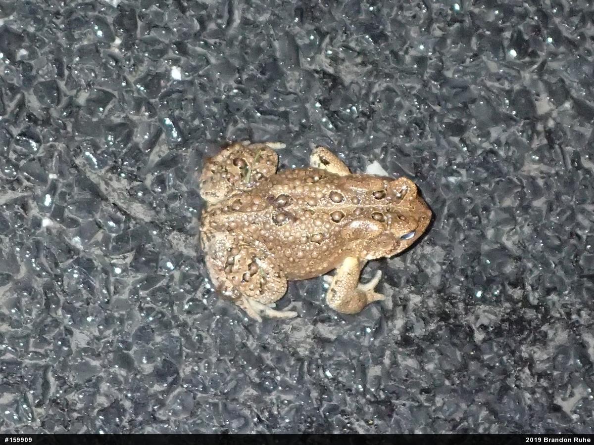 Eastern American Toad