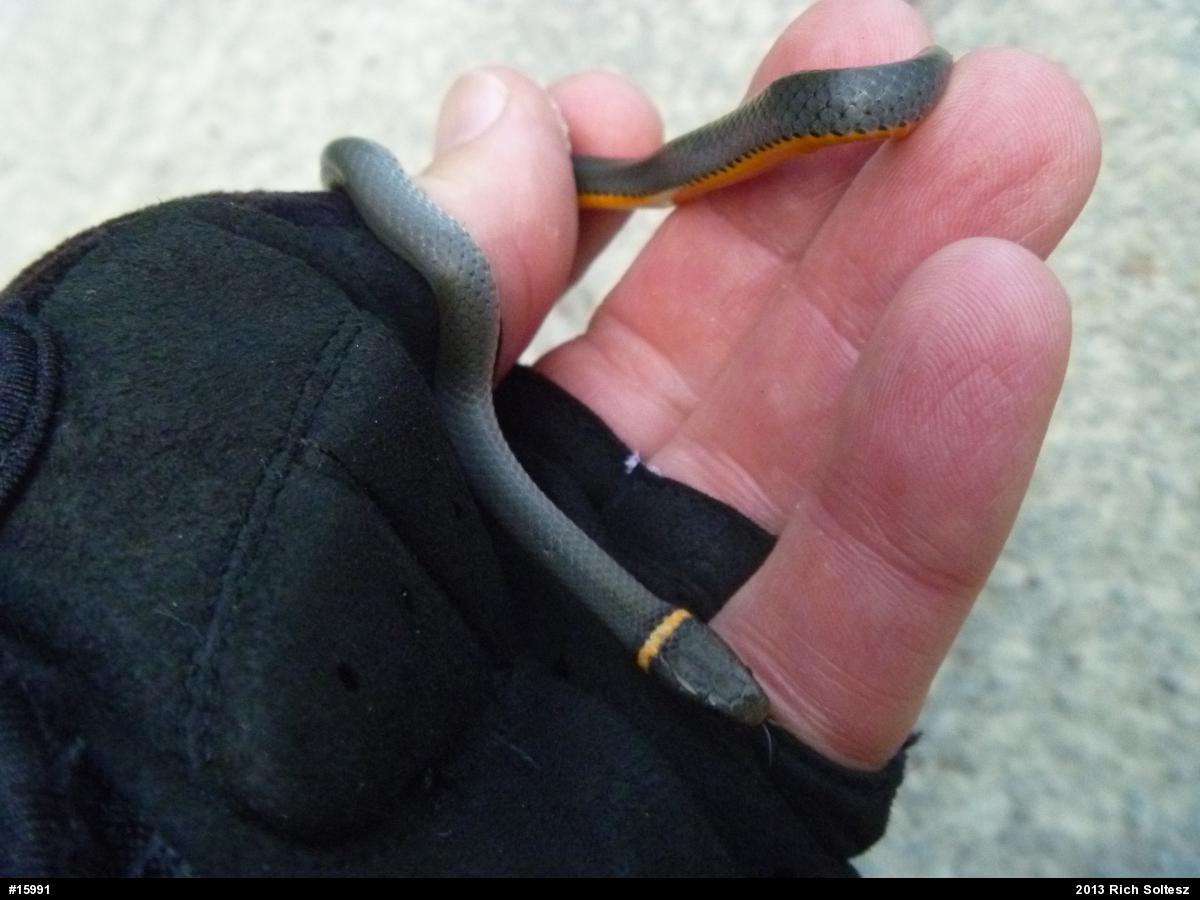 Northern Ring-necked Snake