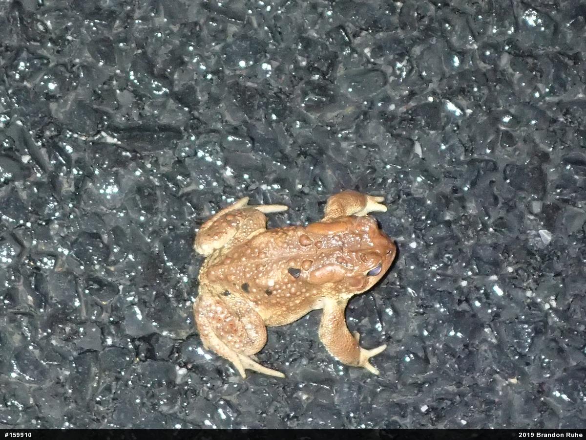 Eastern American Toad