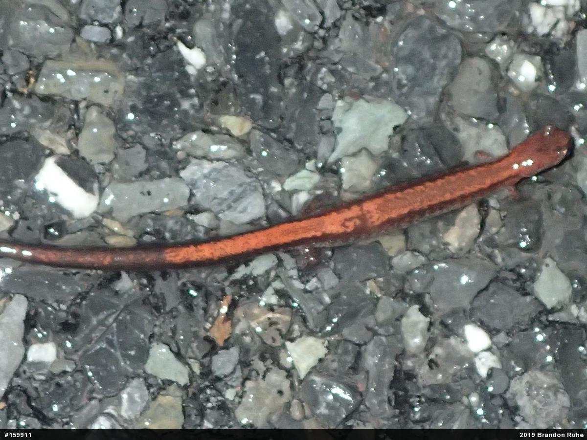 Eastern Red-backed  Salamander