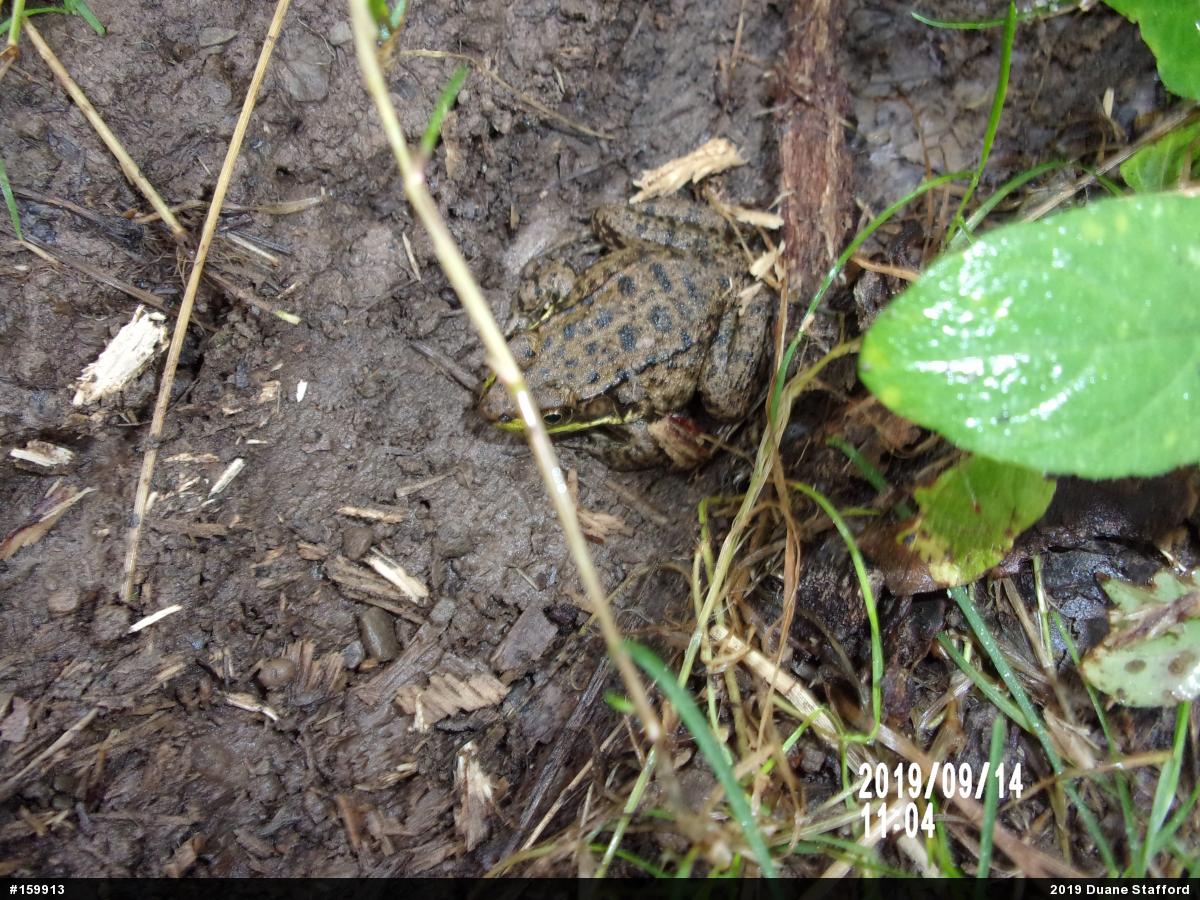 Green Frog