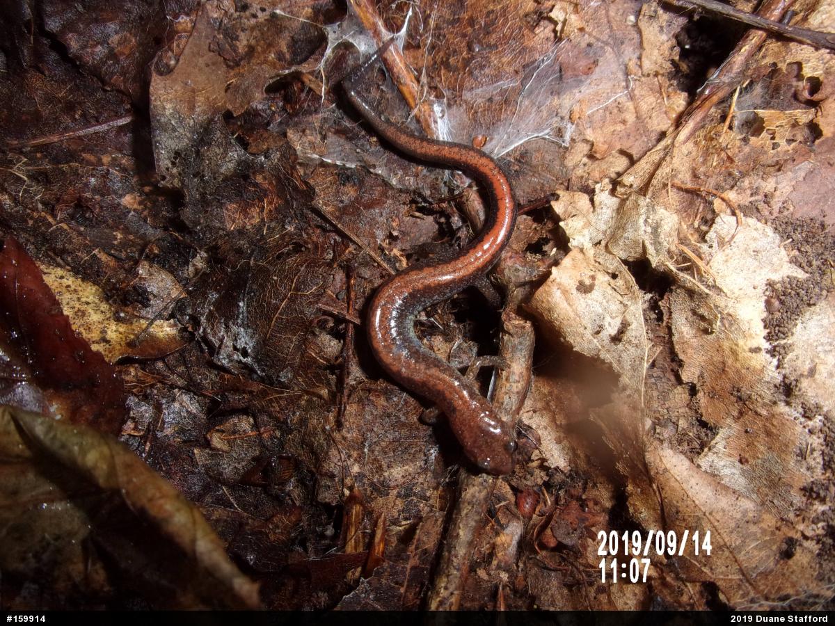 Eastern Red-backed  Salamander