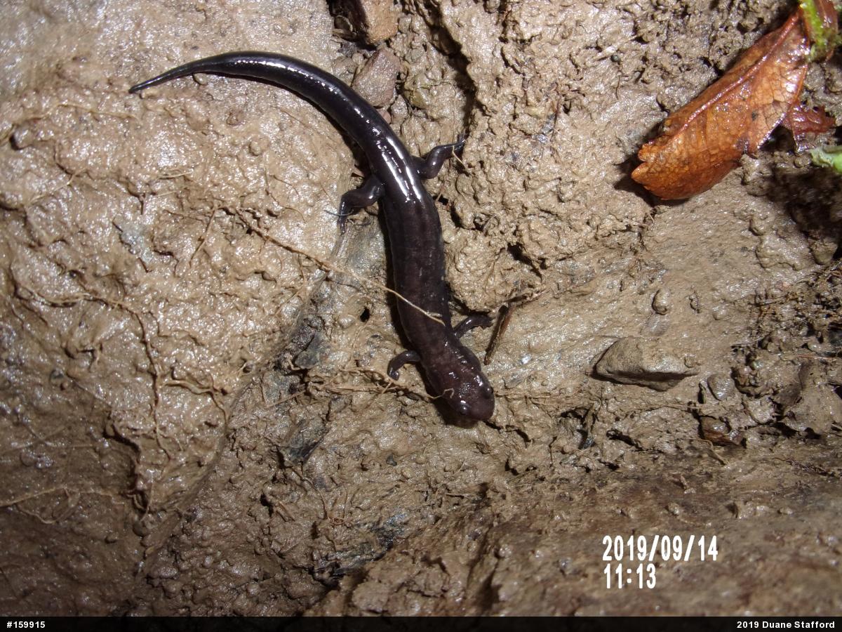Allegheny Mountain Dusky Salamander