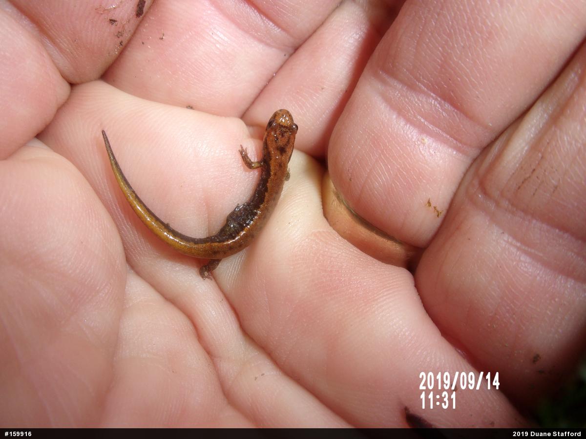 Allegheny Mountain Dusky Salamander