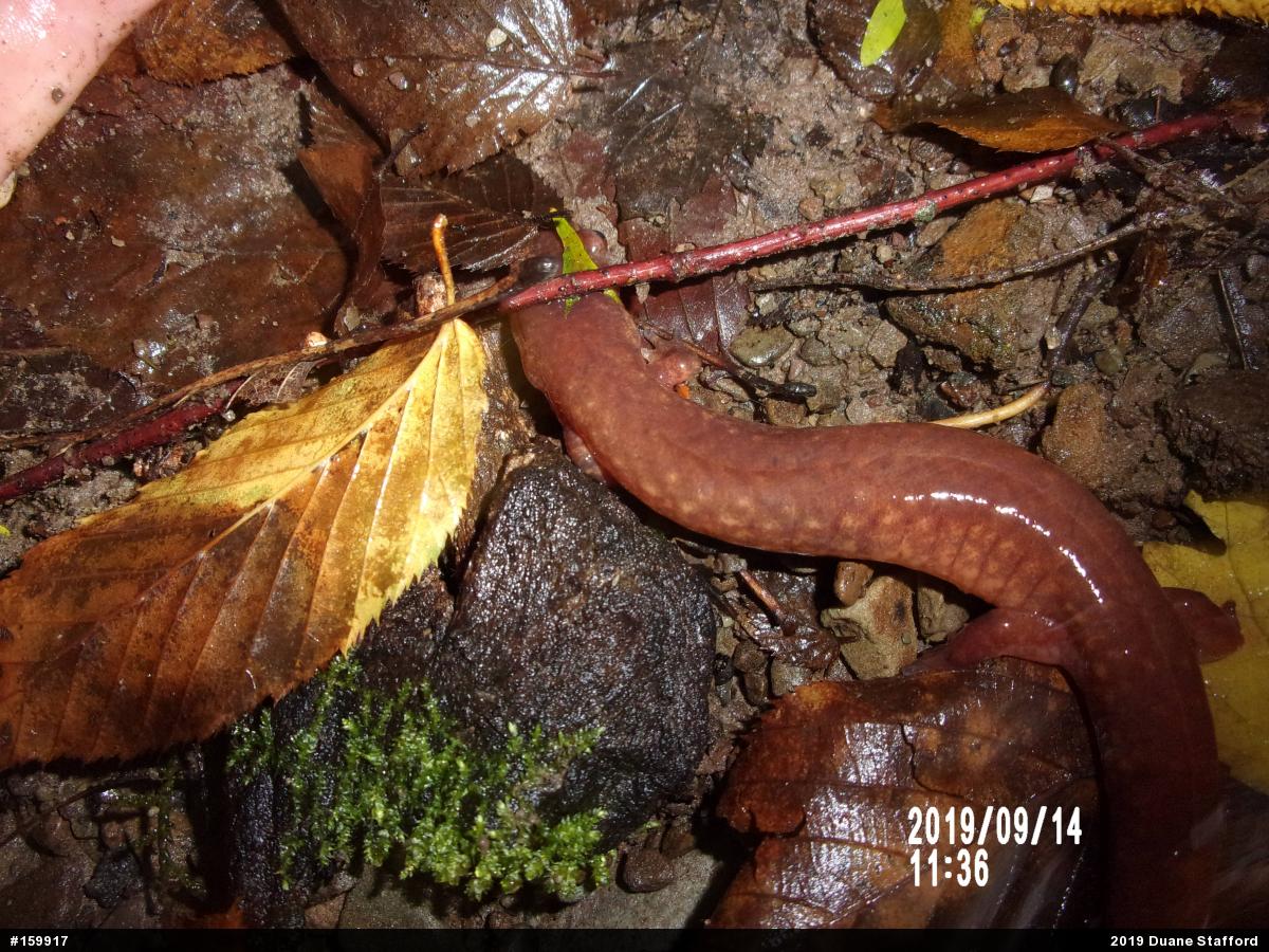 Northern Spring Salamander
