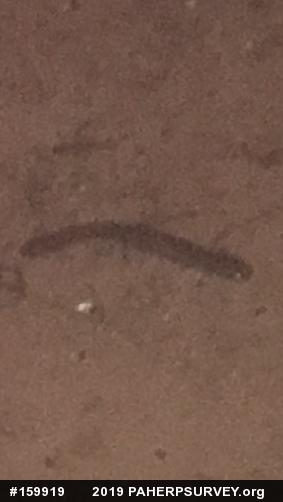Northern Spring Salamander