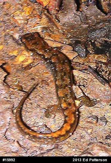 Northern Dusky Salamander