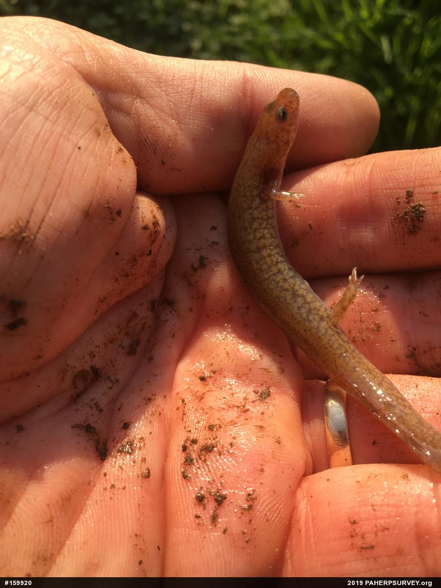 Northern Spring Salamander