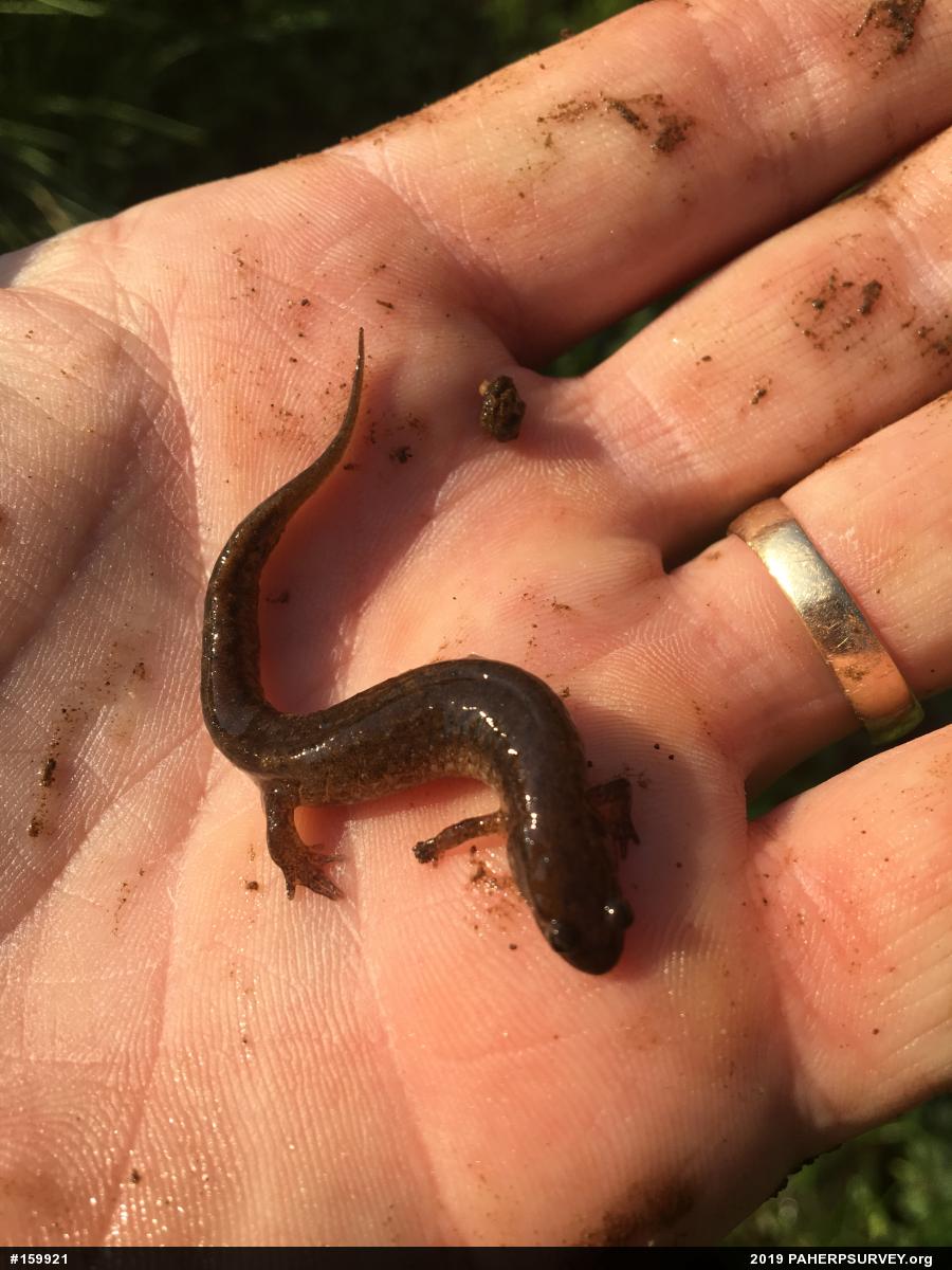 Northern Dusky Salamander