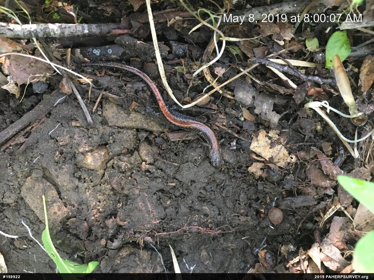 Eastern Red-backed  Salamander