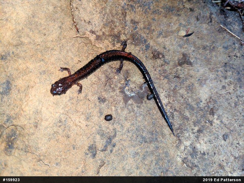 Eastern Red-backed  Salamander