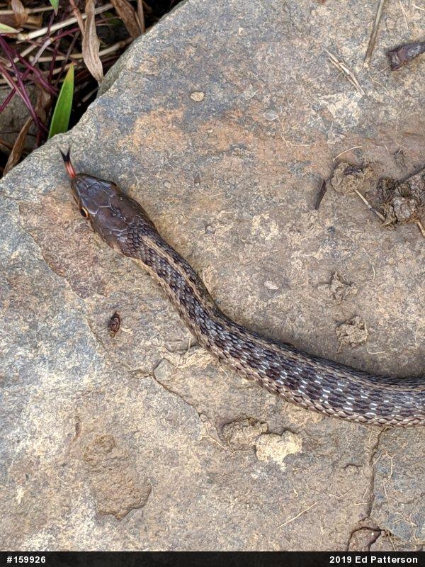 Eastern Gartersnake