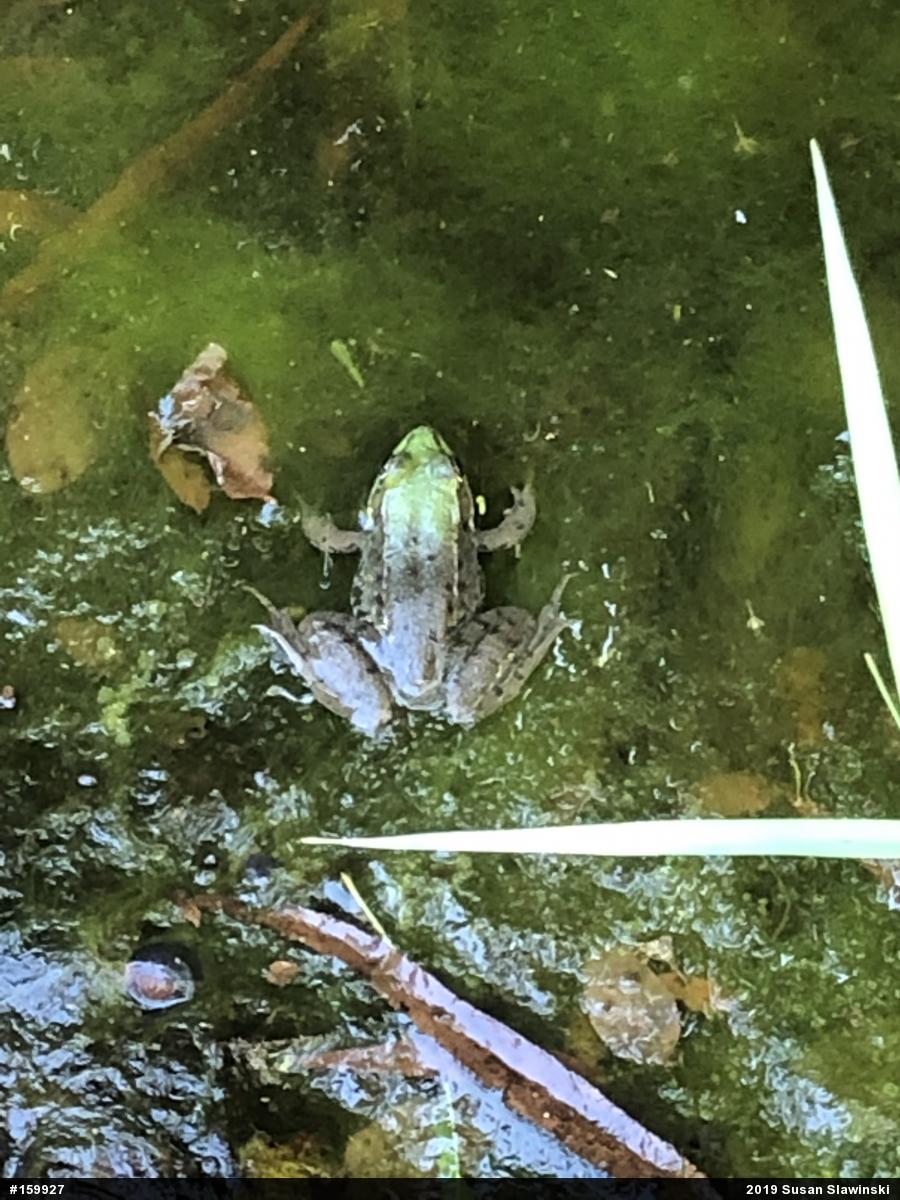 Green Frog