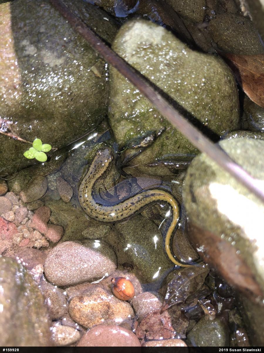 Northern Two-lined Salamander