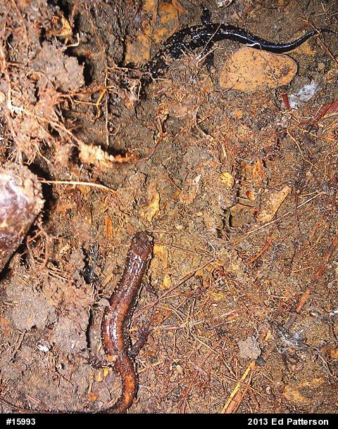 Allegheny Mountain Dusky Salamander