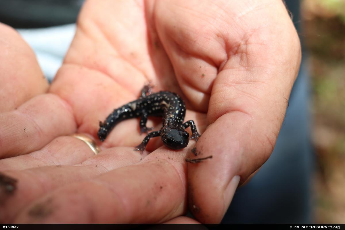 Northern Slimy Salamander