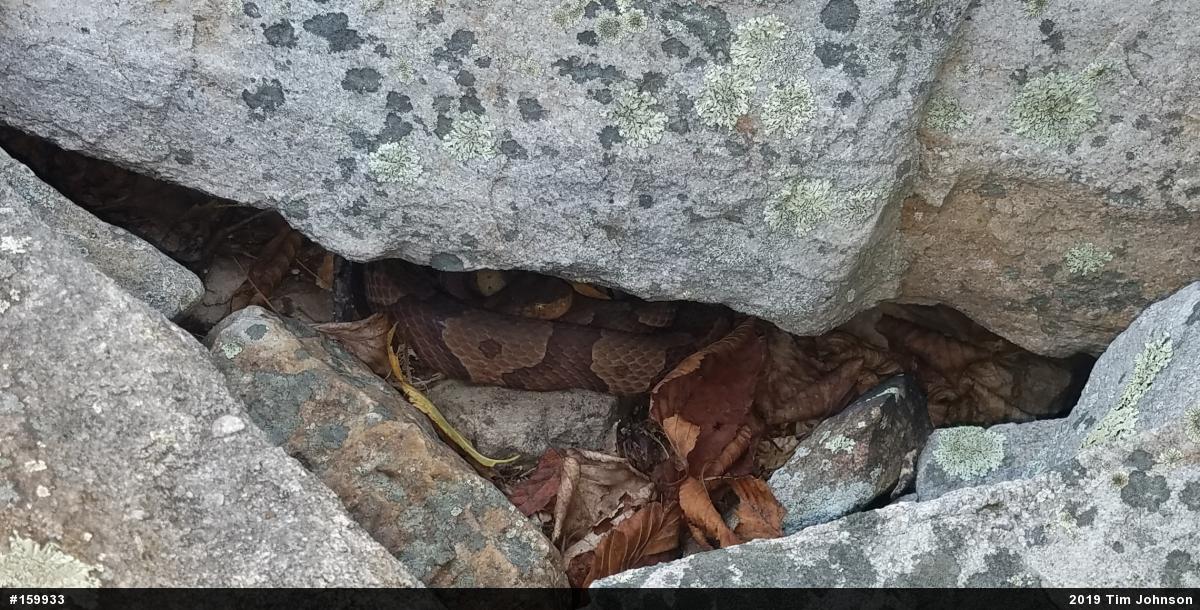 Northern Copperhead