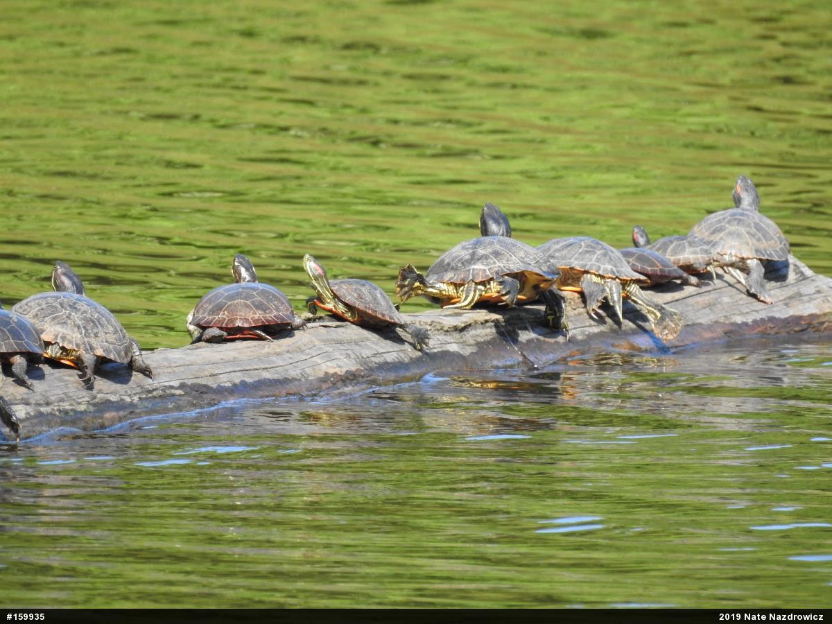 Red-eared Slider