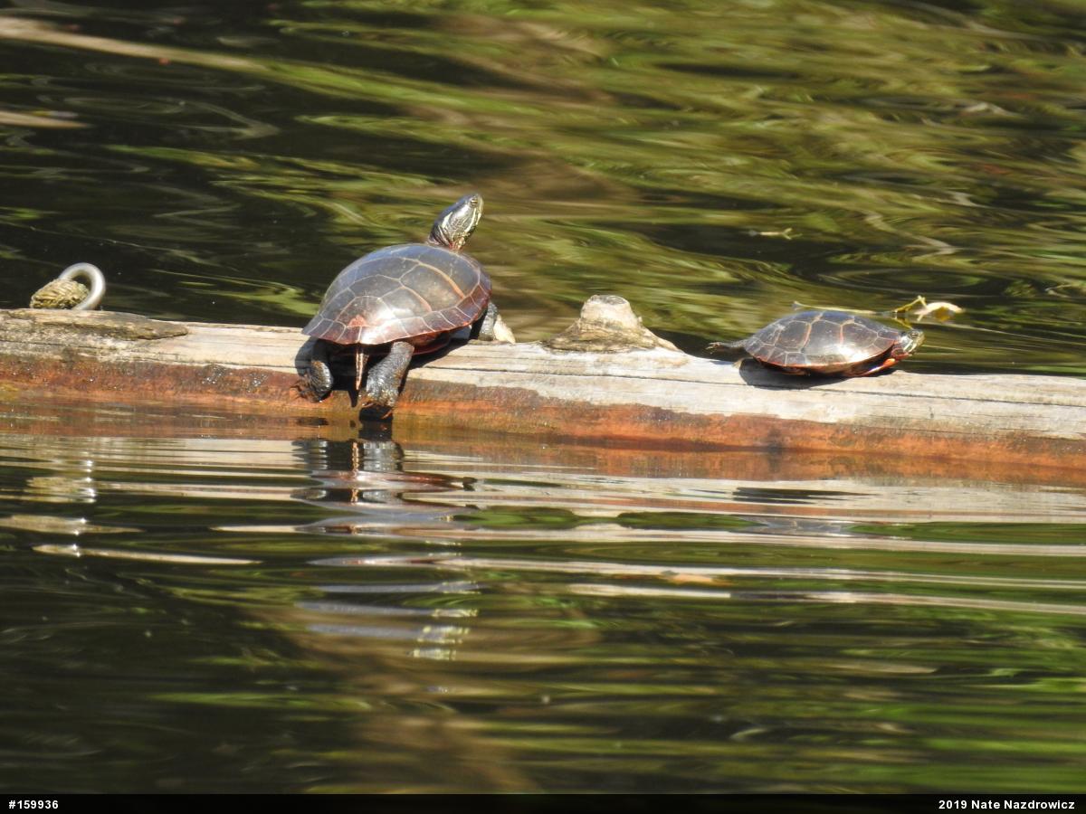 Eastern Painted Turtle