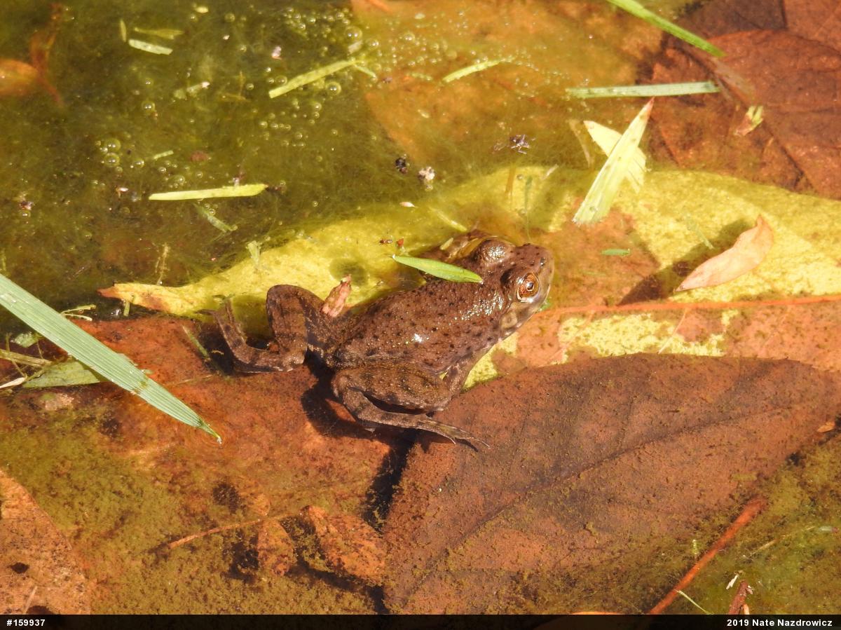American Bullfrog