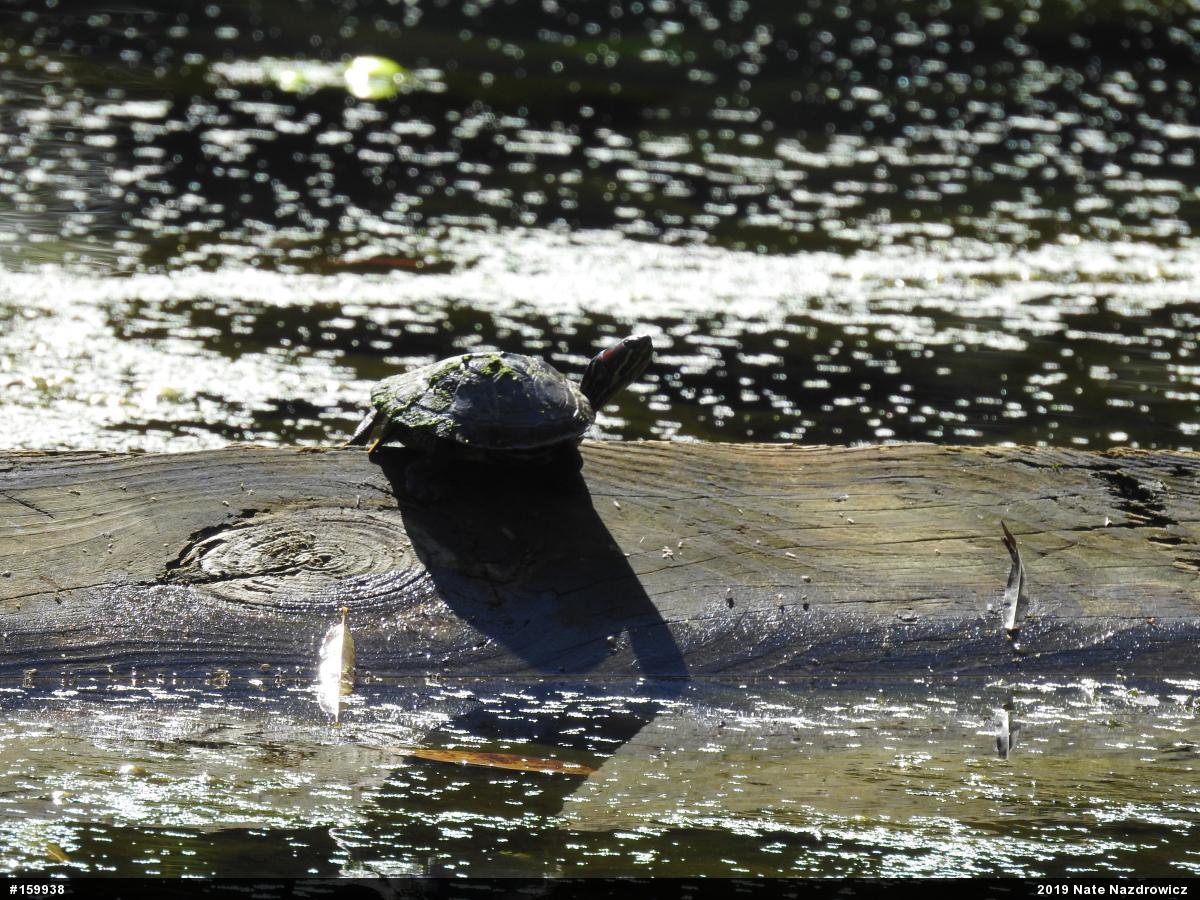 Red-eared Slider