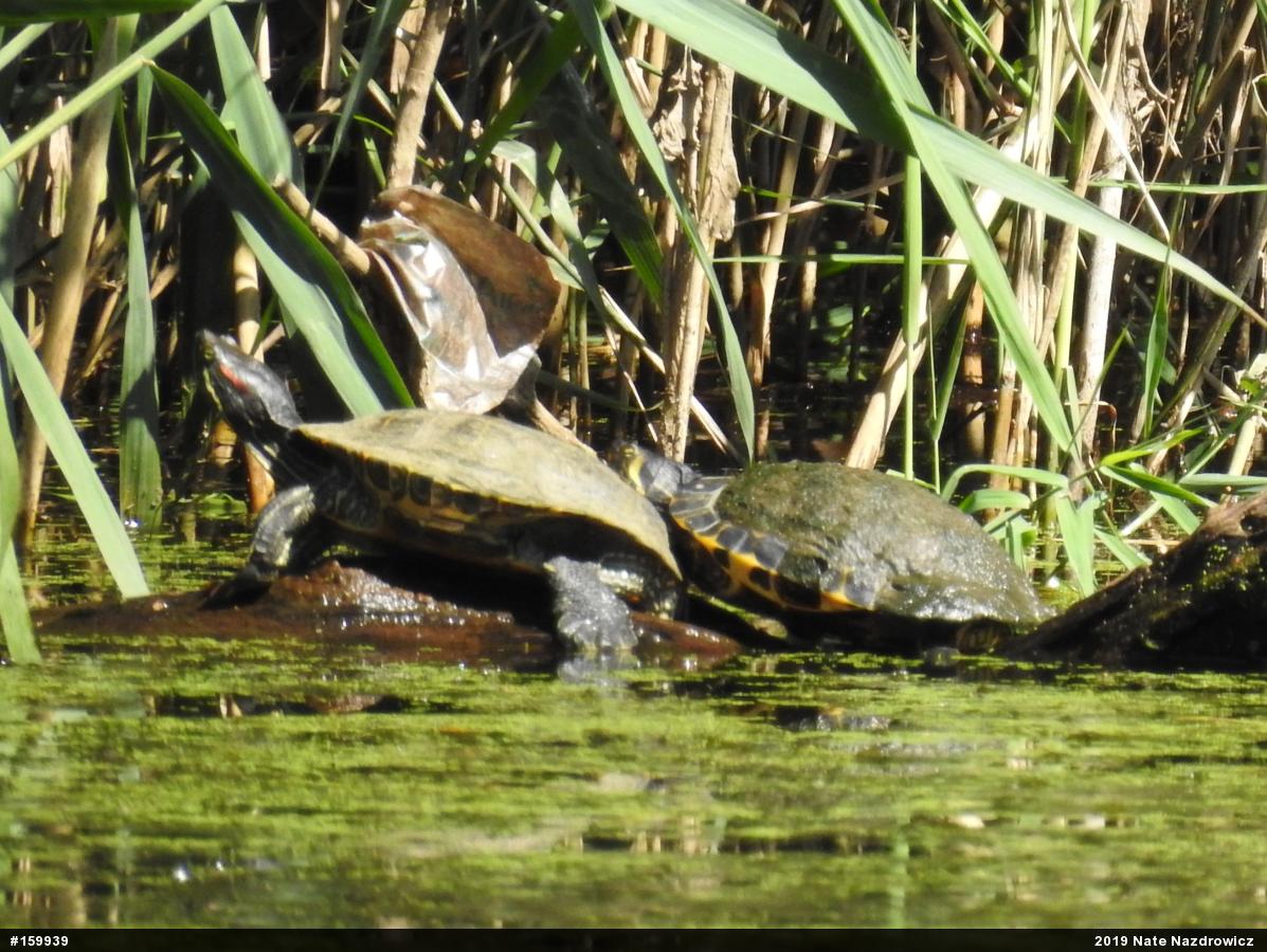 Yellow-bellied Slider