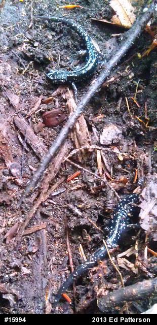 Northern Slimy Salamander