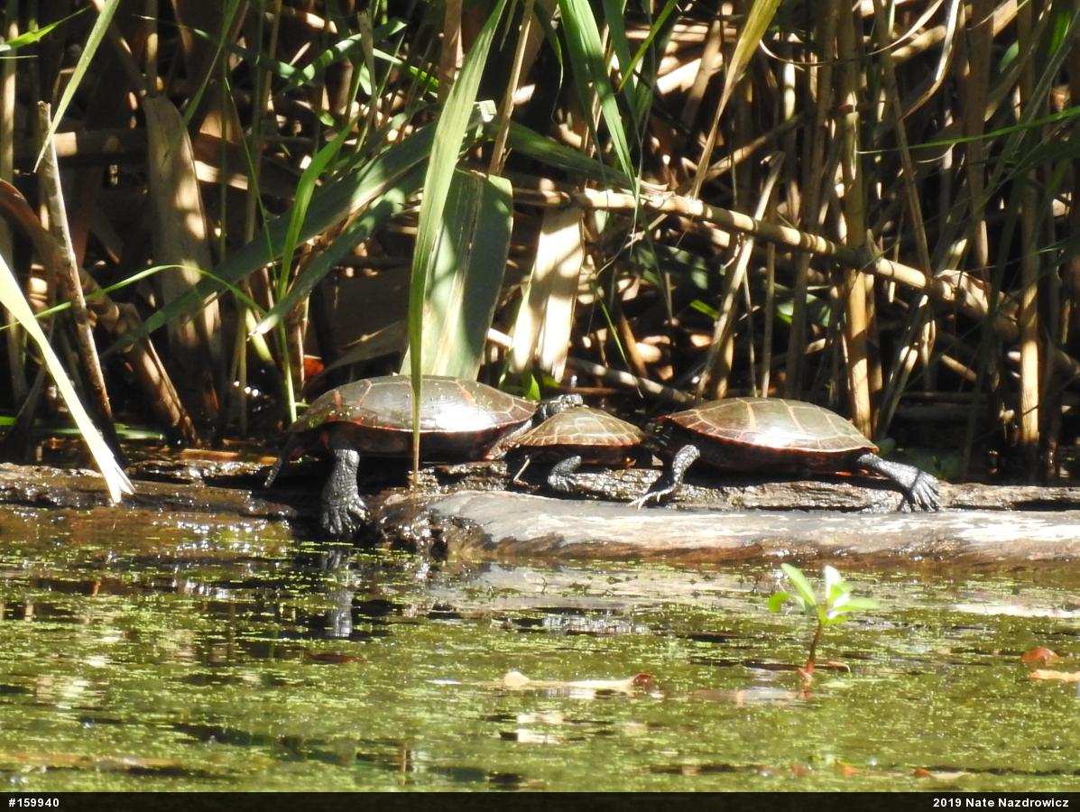 Eastern Painted Turtle