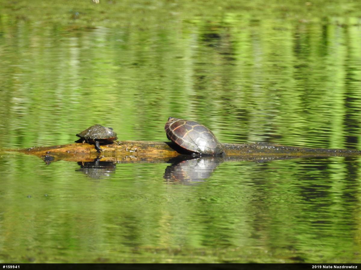 Painted Turtle