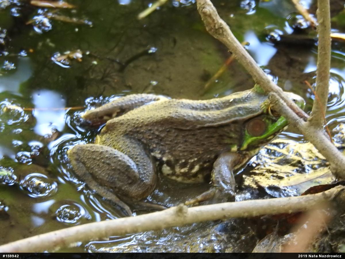 Green Frog