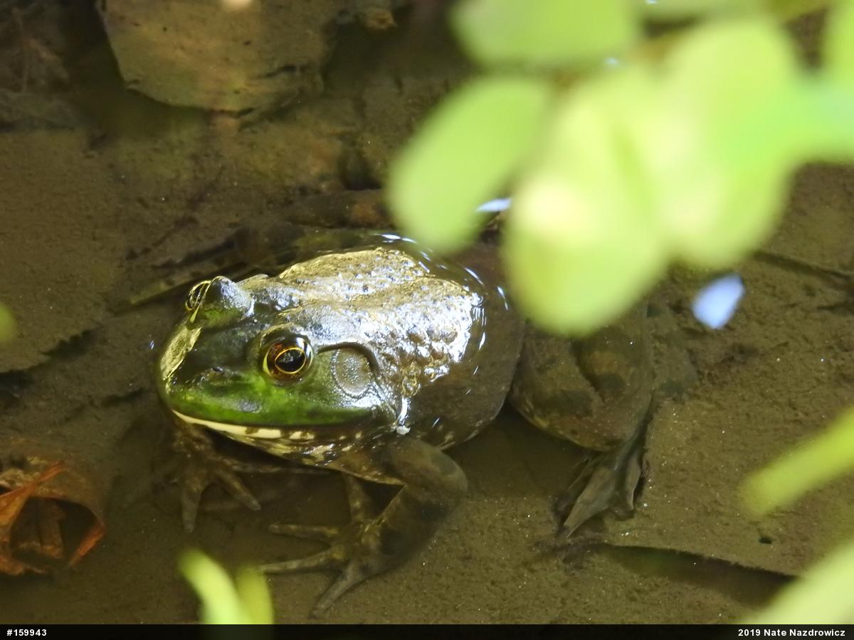American Bullfrog