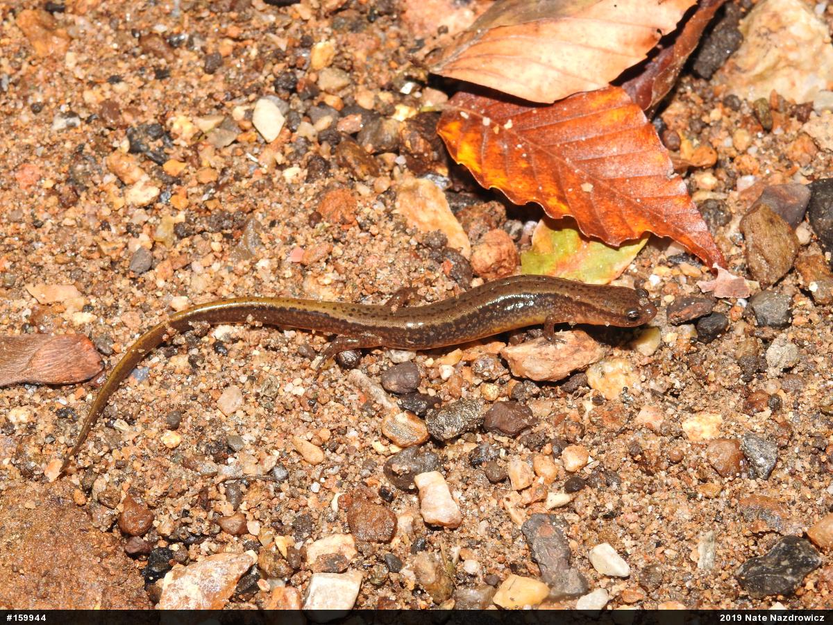 Northern Two-lined Salamander