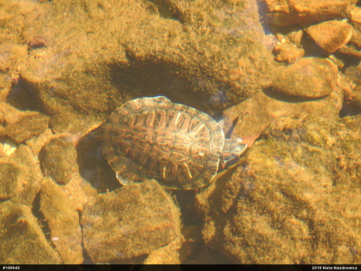 Red-eared Slider