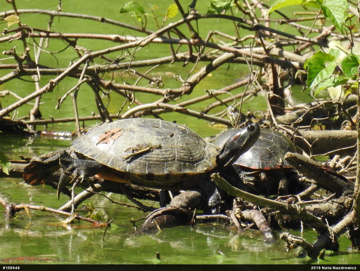 Red-eared Slider