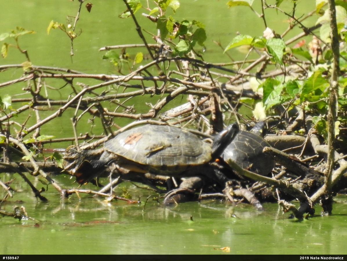 Eastern Painted Turtle