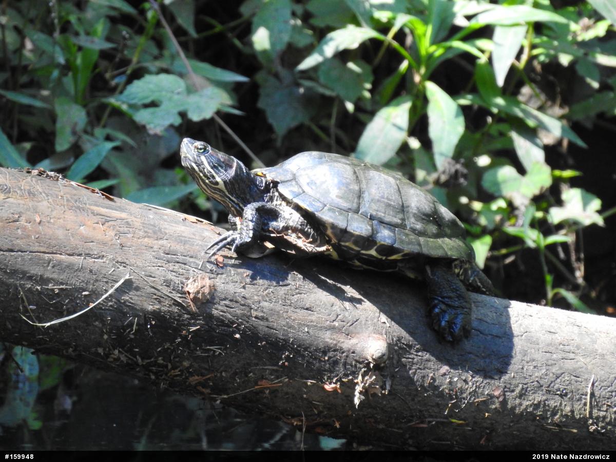 Red-eared Slider