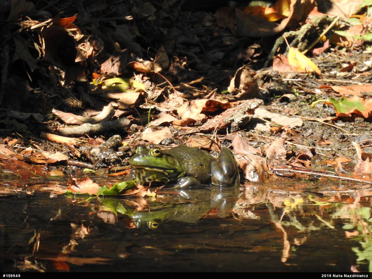 American Bullfrog