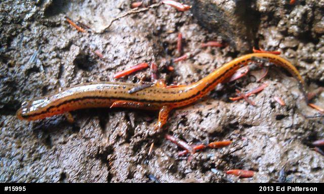 Northern Two-lined Salamander