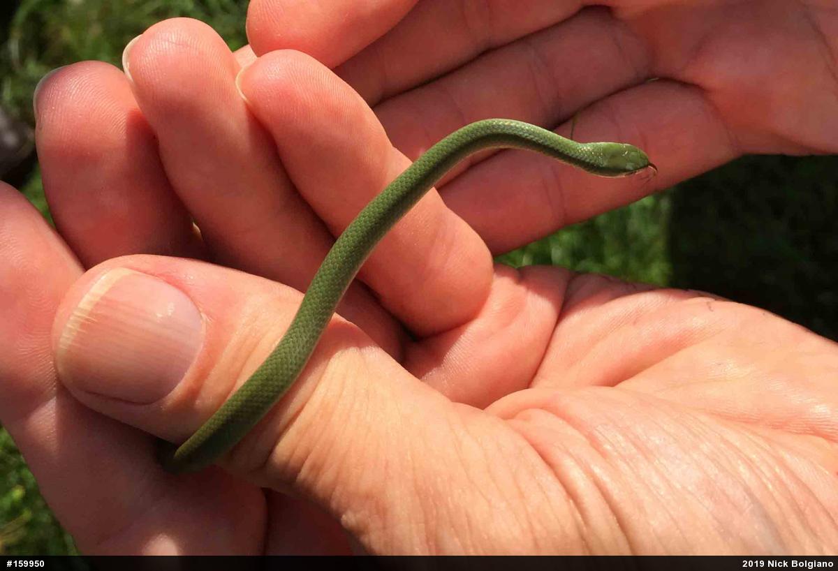 Smooth Greensnake