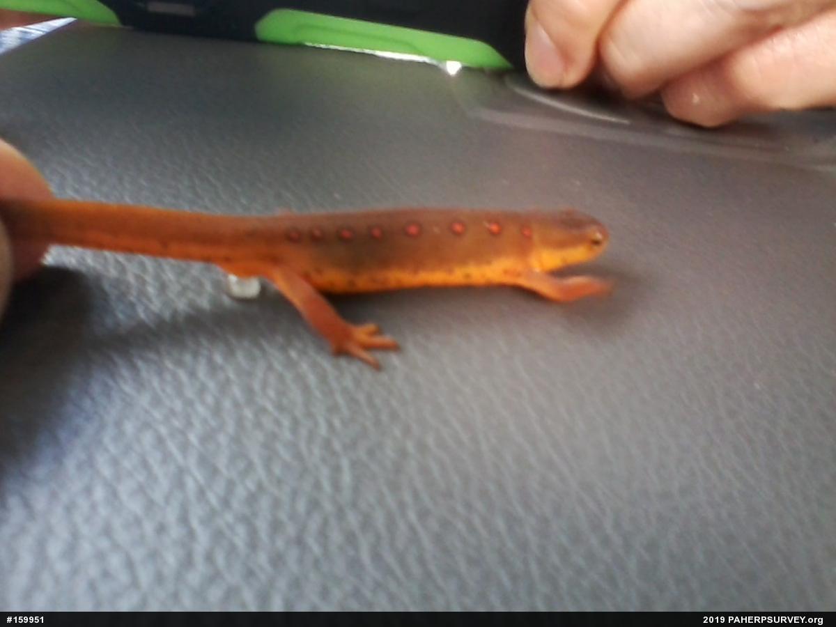 Red-spotted Newt