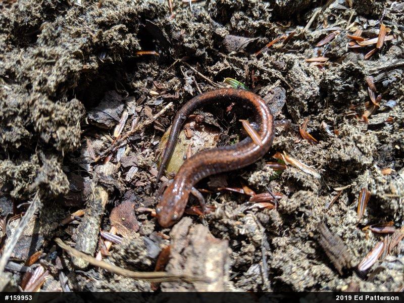 Eastern Red-backed  Salamander