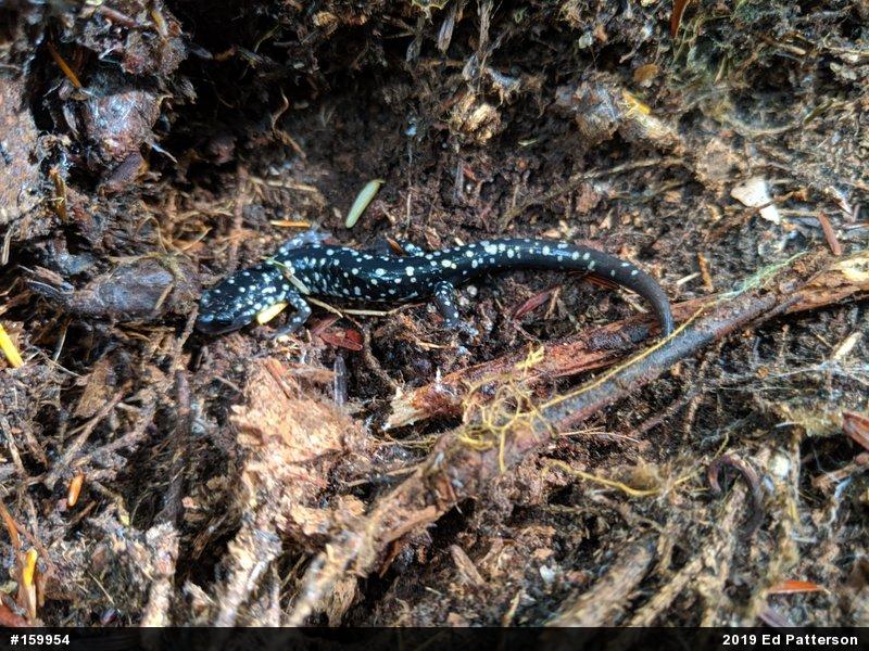 Northern Slimy Salamander