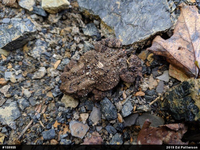 Eastern American Toad
