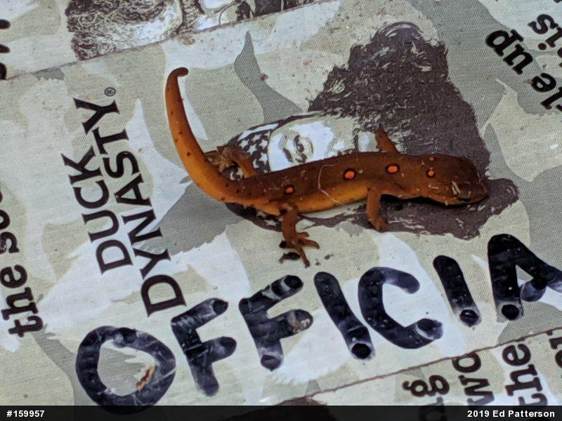 Red-spotted Newt