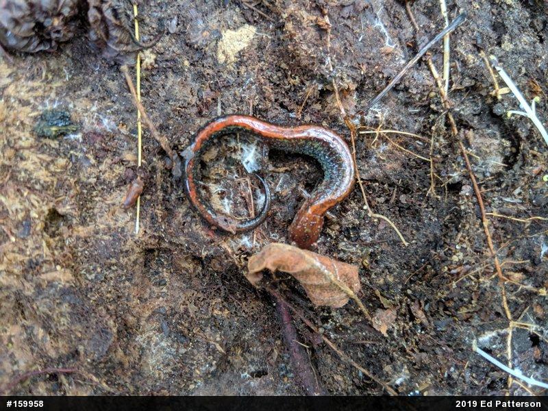 Eastern Red-backed  Salamander