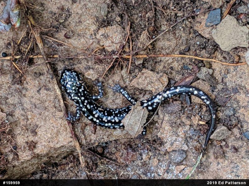 Northern Slimy Salamander